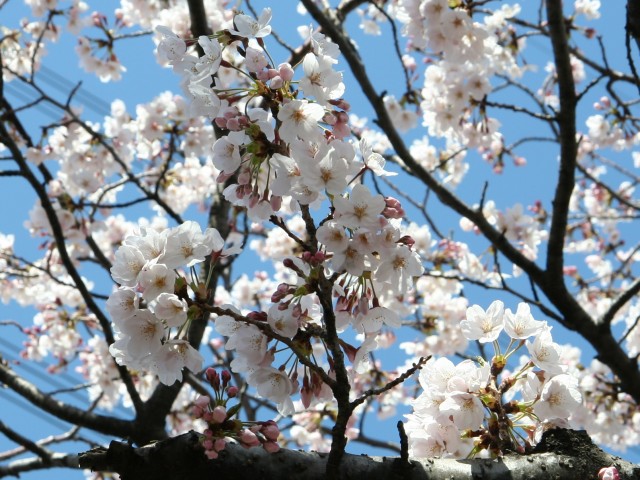 20120408_02.jpg
