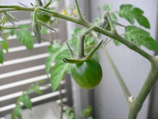 ミニトマト